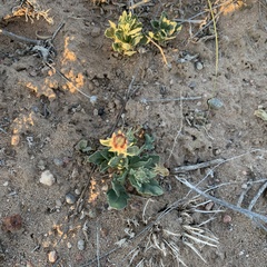 Gaillardia pinnatifida