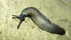 Tandonia budapestensis
