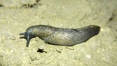 Tandonia budapestensis