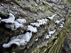 Schizophyllum commune