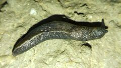Tandonia budapestensis