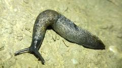 Tandonia budapestensis
