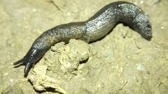 Tandonia budapestensis