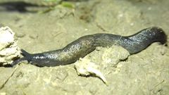 Tandonia budapestensis