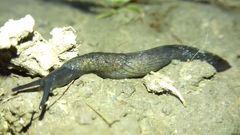 Tandonia budapestensis