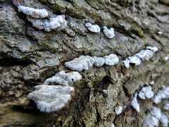 Schizophyllum commune