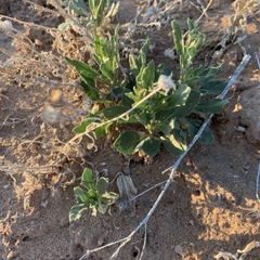 Gaillardia pinnatifida