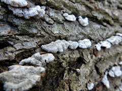 Schizophyllum commune