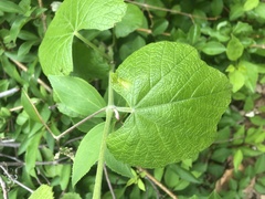Vitis