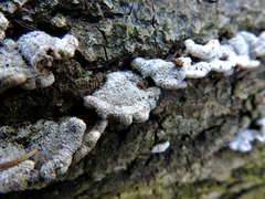 Schizophyllum commune