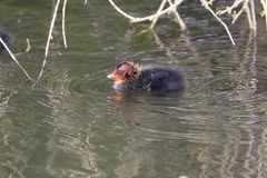 Fulica atra