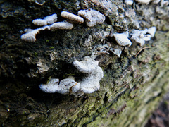 Schizophyllum commune