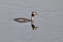 Podiceps cristatus