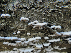 Schizophyllum commune