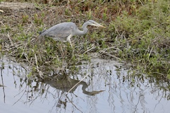 Ardea cinerea