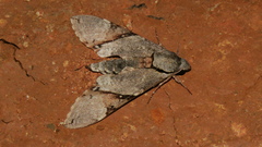 Manduca lefeburii