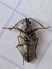 Peritrechus lundii