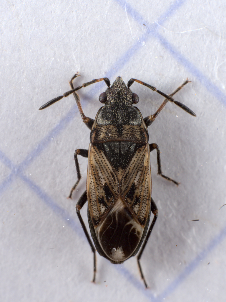 Peritrechus
