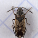 Peritrechus - Photo (c) Cédric Mondy, some rights reserved (CC BY-NC), uploaded by Cédric Mondy