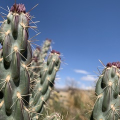 Cylindropuntia imbricata imbricata