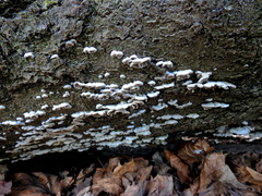 Schizophyllum commune