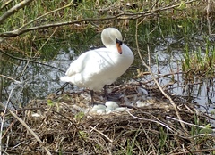 Cygnus olor