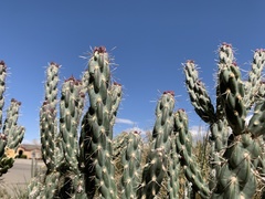Cylindropuntia imbricata imbricata