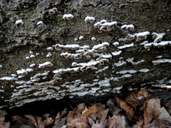 Schizophyllum commune