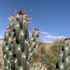 Cylindropuntia imbricata imbricata