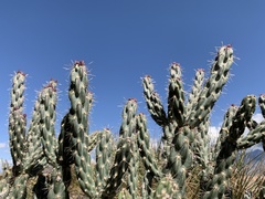 Cylindropuntia imbricata imbricata