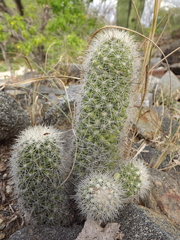 Mammillaria phitauiana