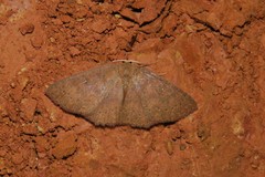 Anisodes binocellaria