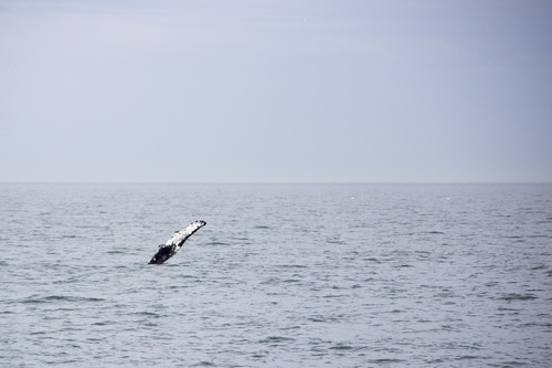 Humpback Whale photographed in Maryland