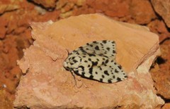 Clemensia leopardina