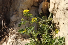 Sisymbrium austriacum