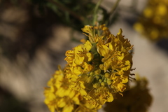 Sisymbrium austriacum
