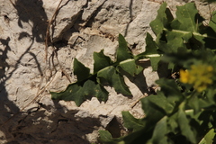 Sisymbrium austriacum