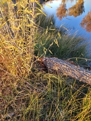Castorimorpha