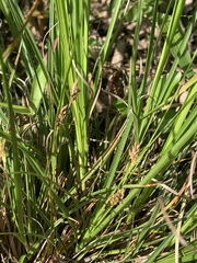 Carex microrhyncha