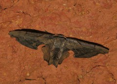 Calledapteryx dryopterata