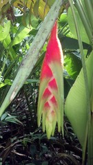 Heliconia