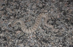 Crotalus cerastes laterorepens