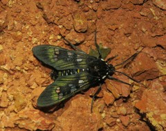 Euchlorostola corydon