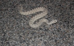 Crotalus cerastes laterorepens