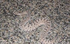 Crotalus cerastes laterorepens
