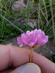 Armeria choulettiana image