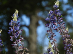 Lupinus benthamii