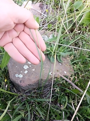 Armeria choulettiana image