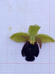 Rainbow Orchid (Ophrys iricolor)