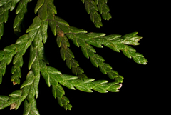 Cupressus × leylandii